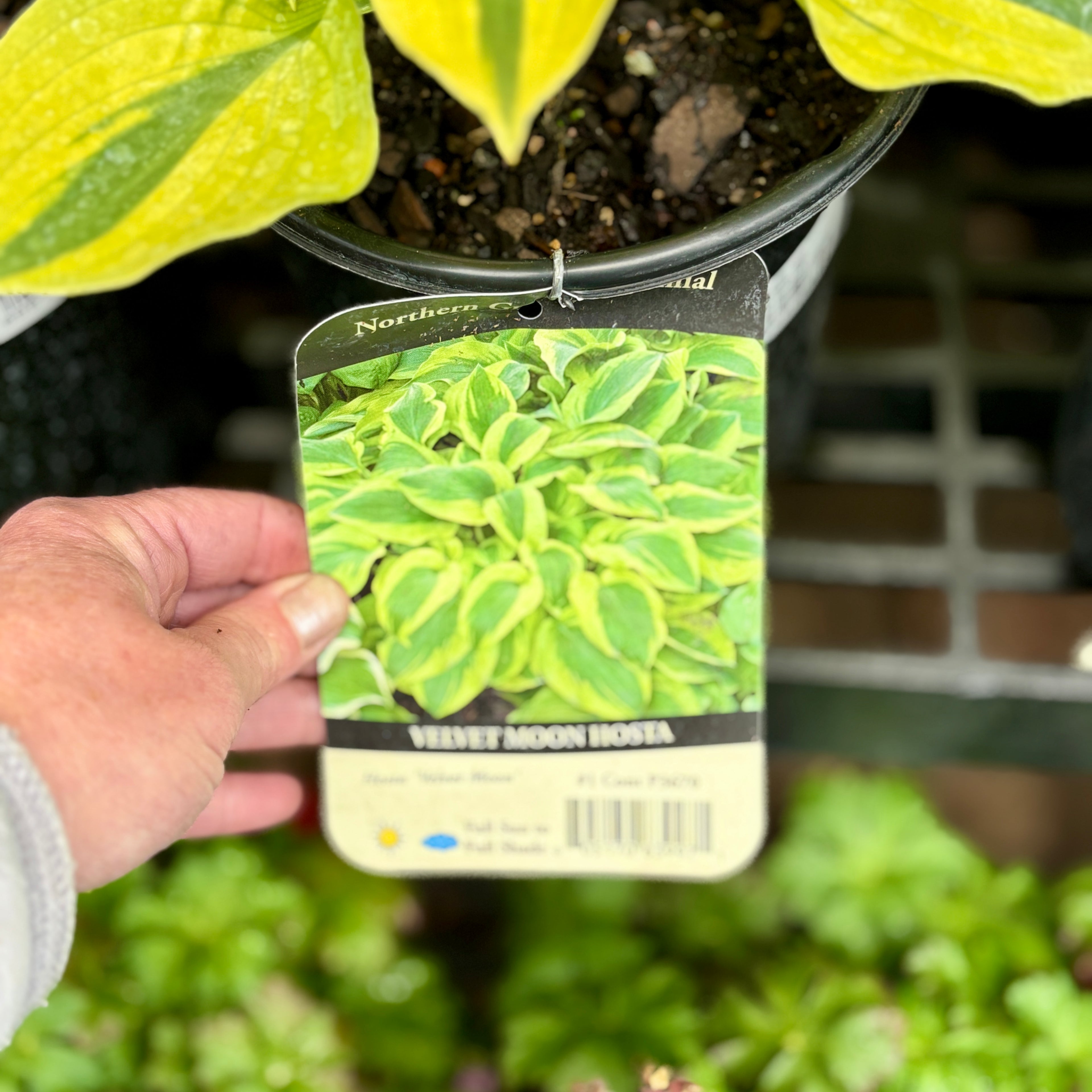 Hosta Velvet Moon #1 Gallon