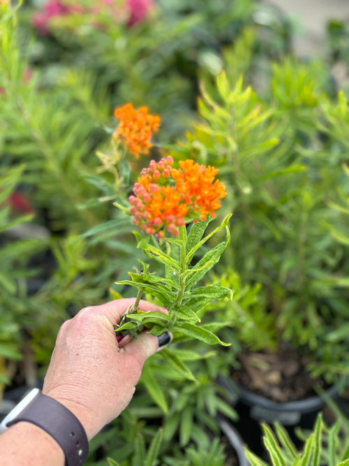 Asclepias Butterfly Weed #1 Gallon Pot
