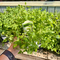 Oregano 4" Pot