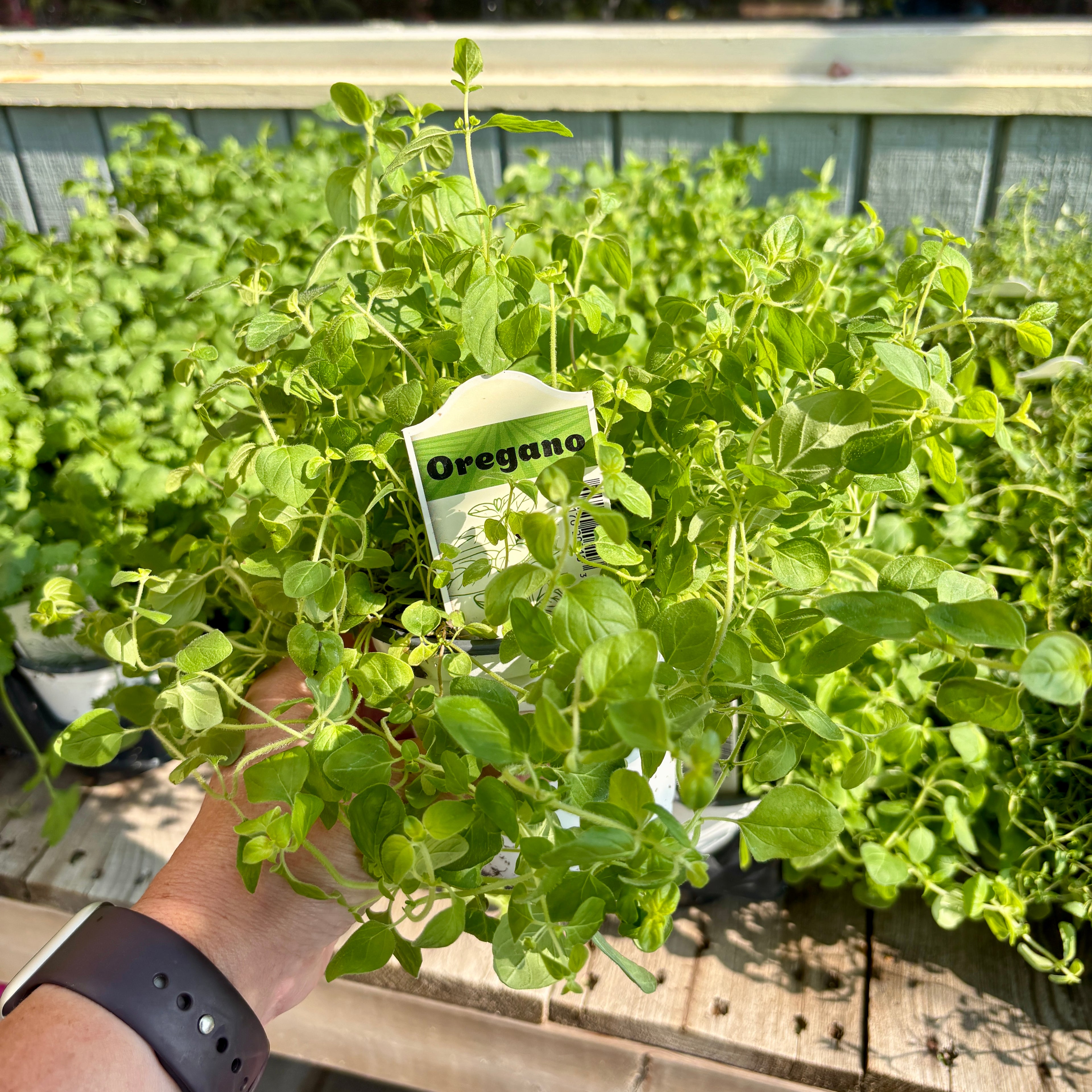 Oregano 4" Pot
