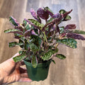 Hemigraphis 'Purple Waffle Plant' 4" Pot
