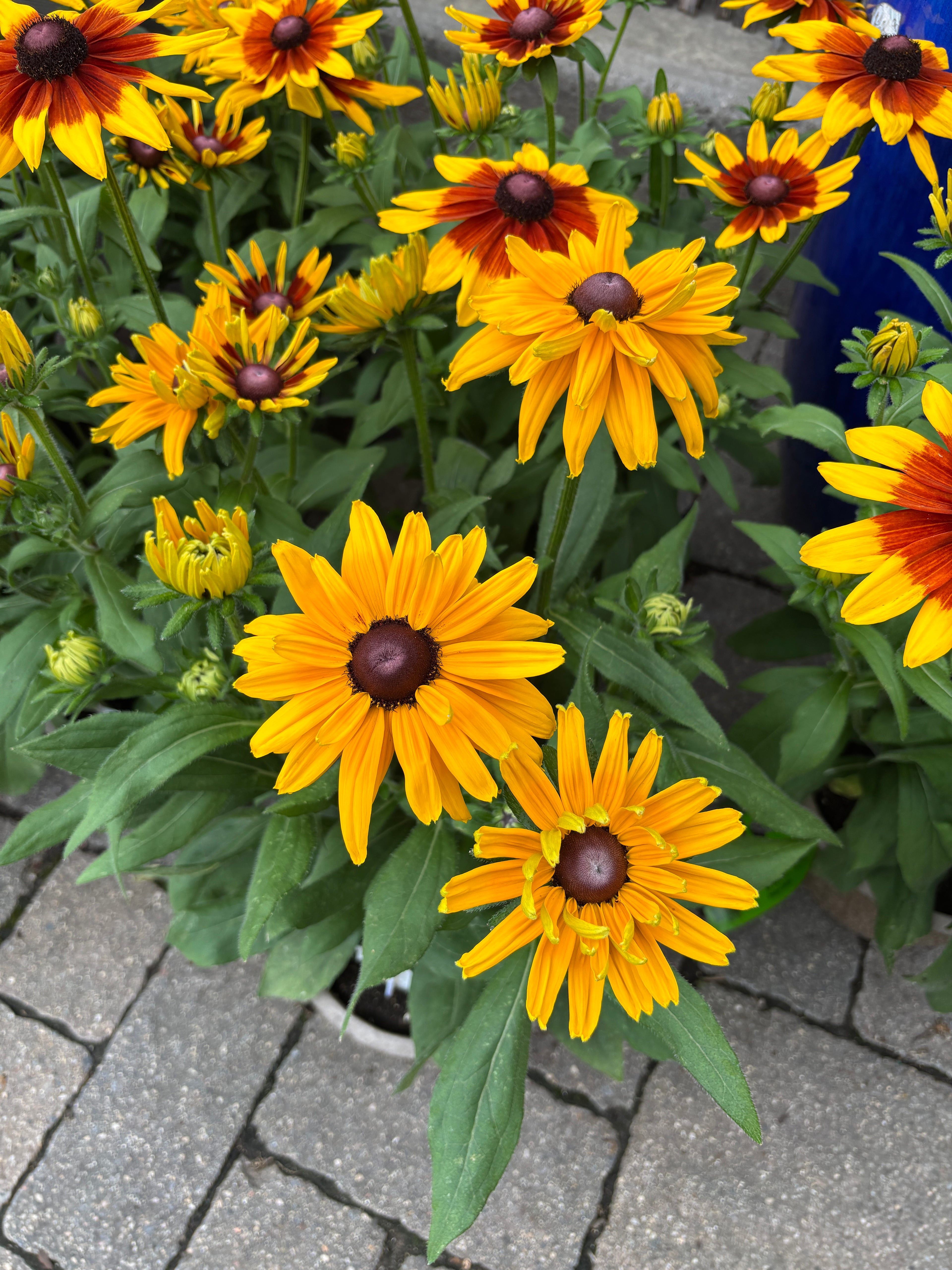 8" Sunbeckia Lucia