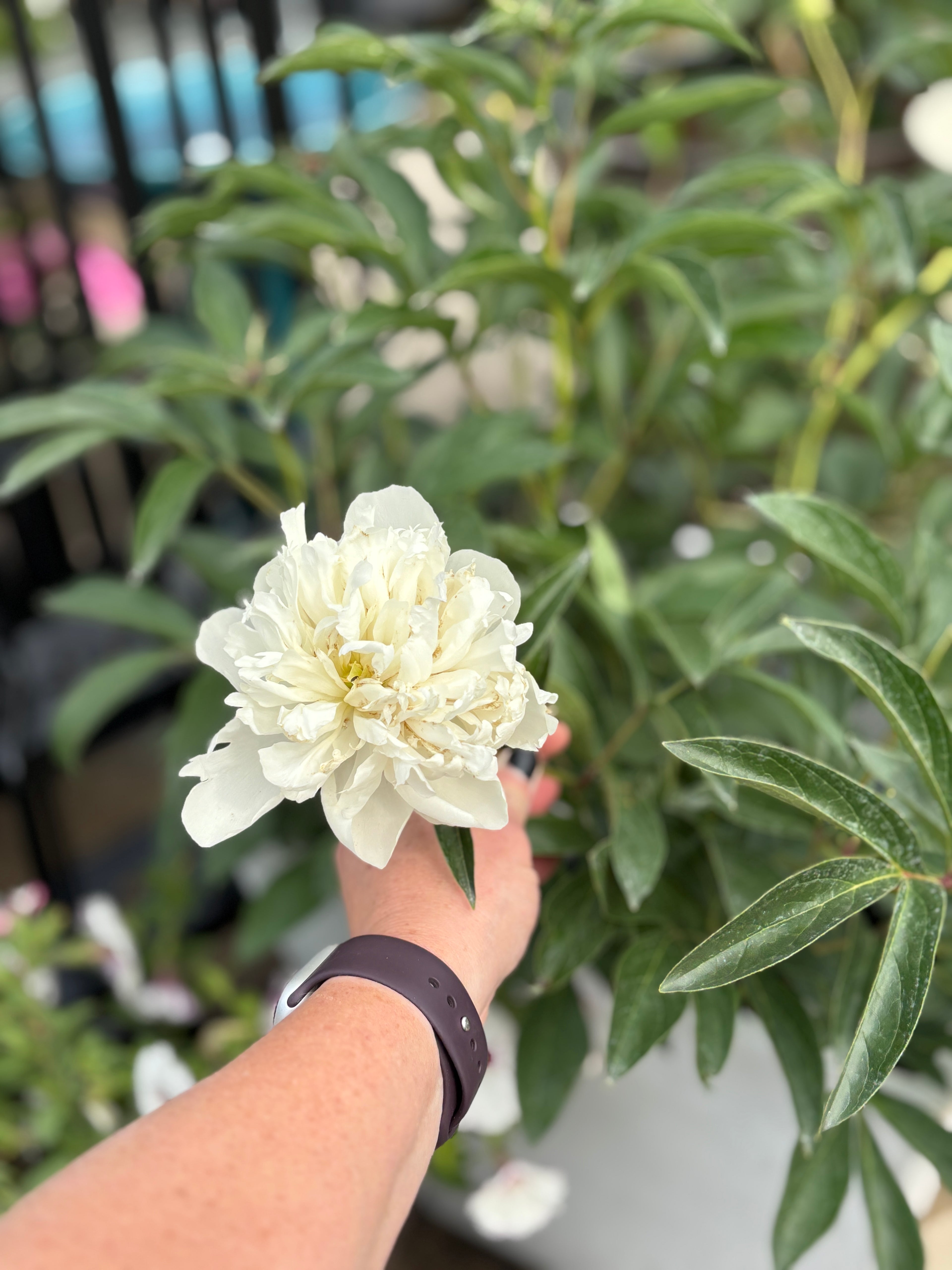Peony Duchess De Nemours