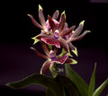 Zygo 'Rhein Moonlight'