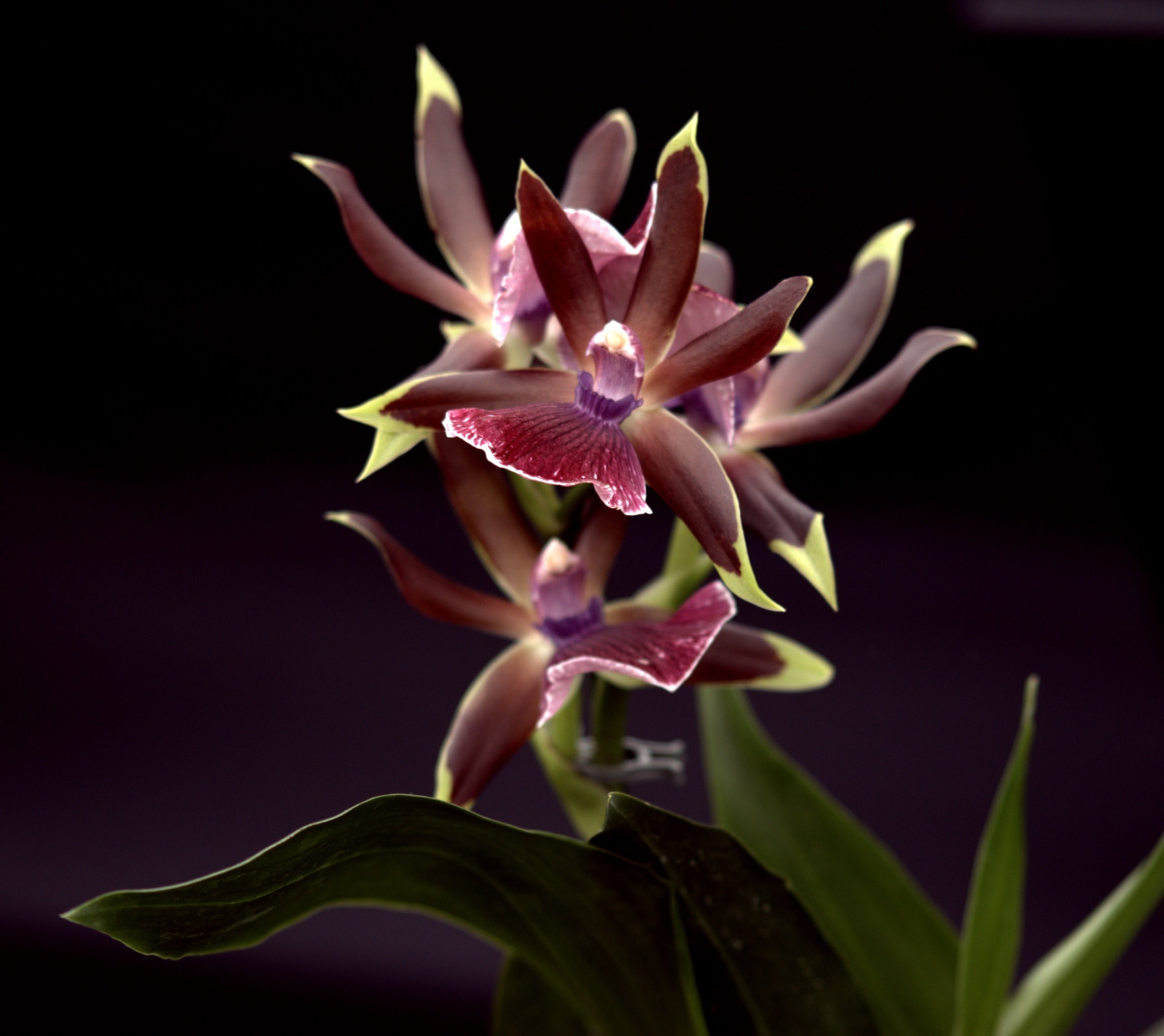 Zygo 'Rhein Moonlight'