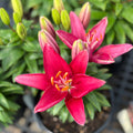 Lilium 'Tiny Rocket' Asiatic Lily #1 Gallon