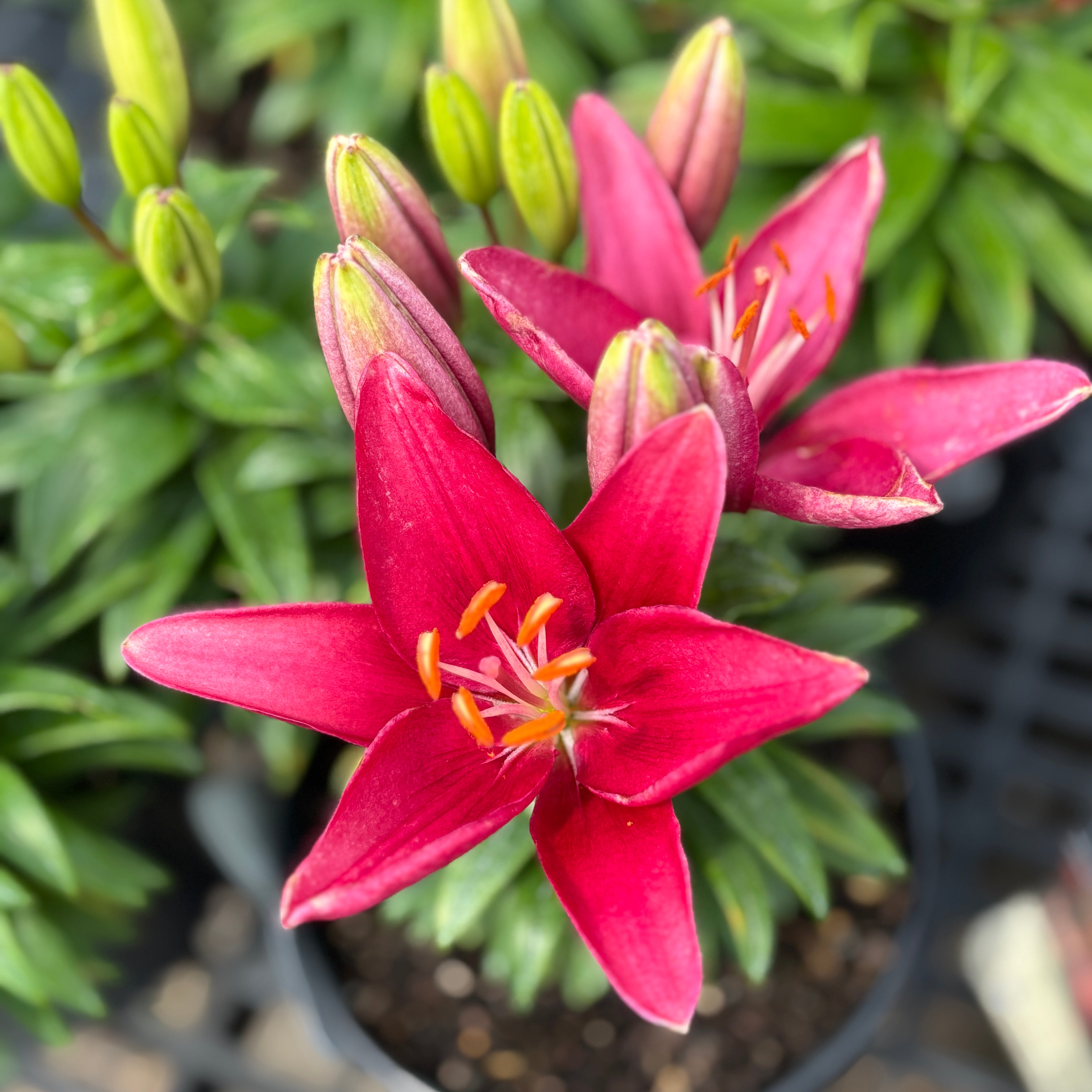 Lilium 'Tiny Rocket' Asiatic Lily #1 Gallon