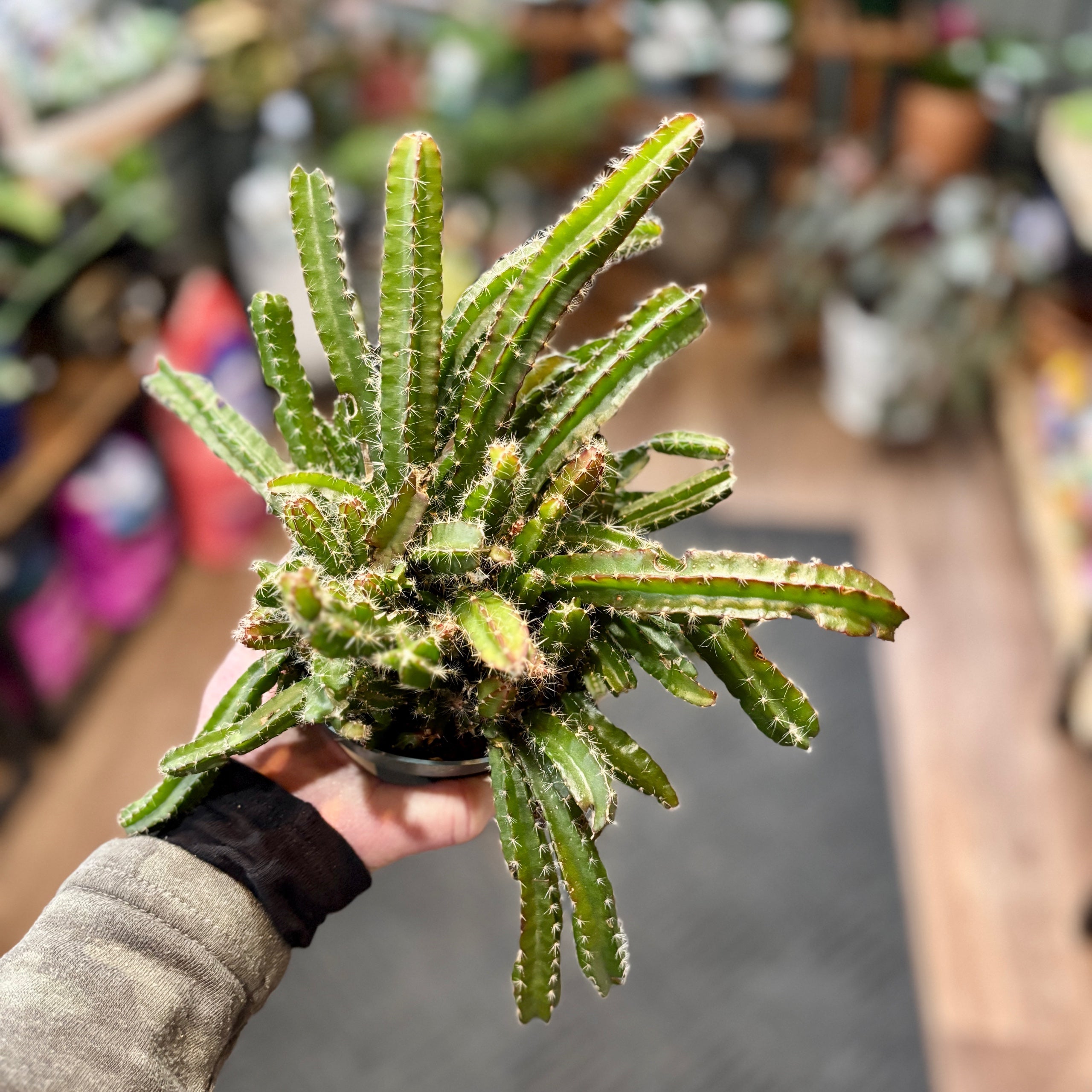 Dragon Fruit Cactus