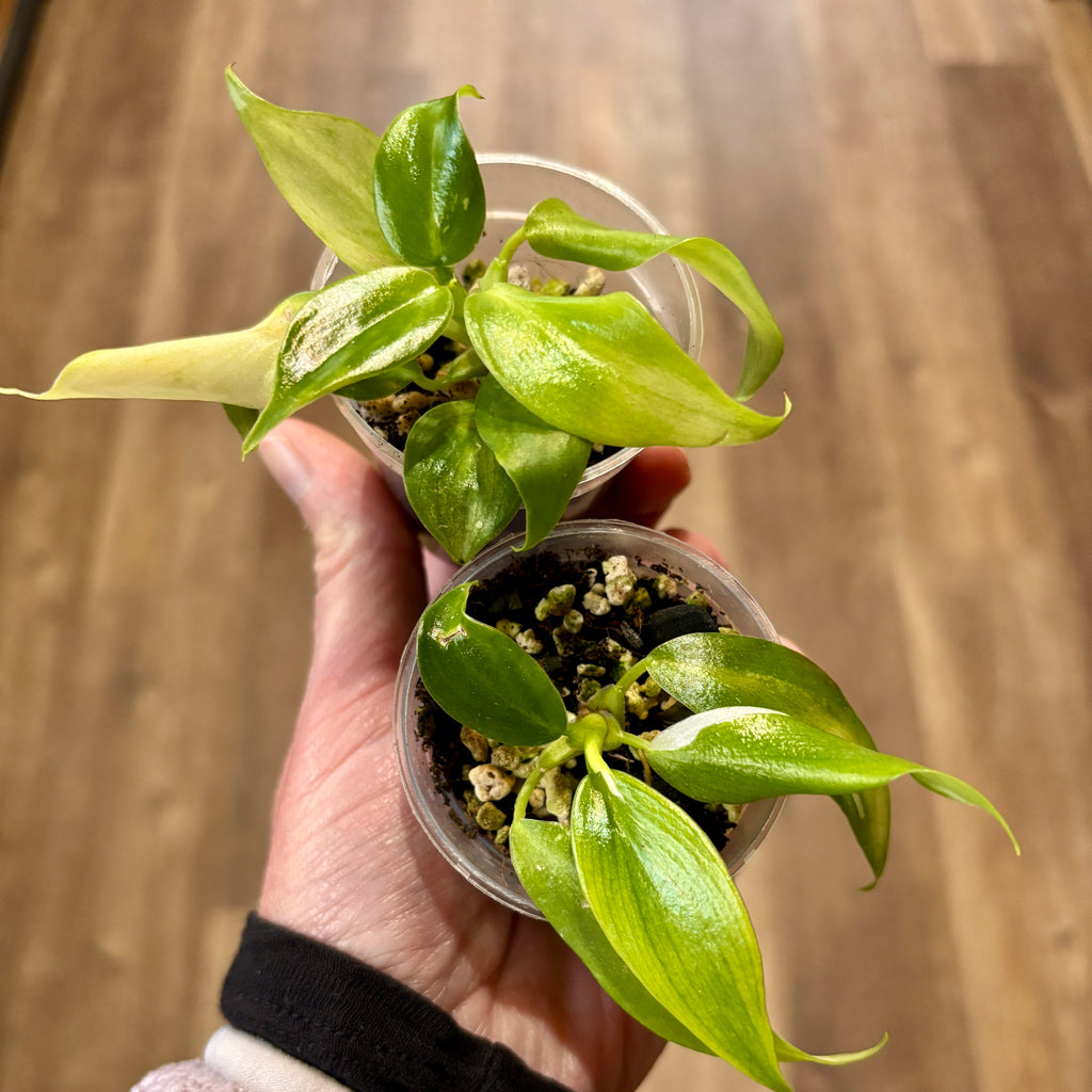 Philodendron 'Golden White Wizard' 2"