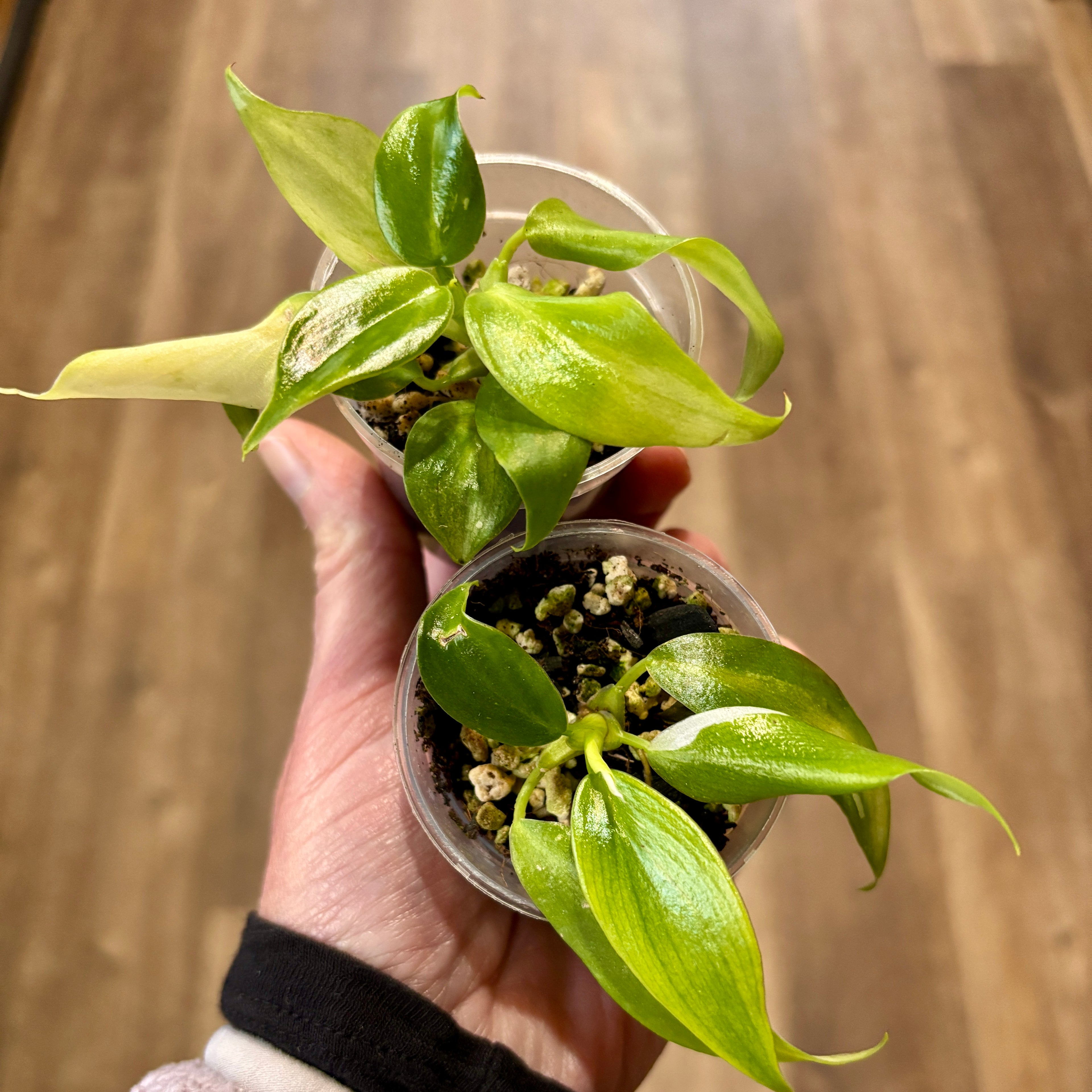 Philodendron 'Golden White Wizard' 2"