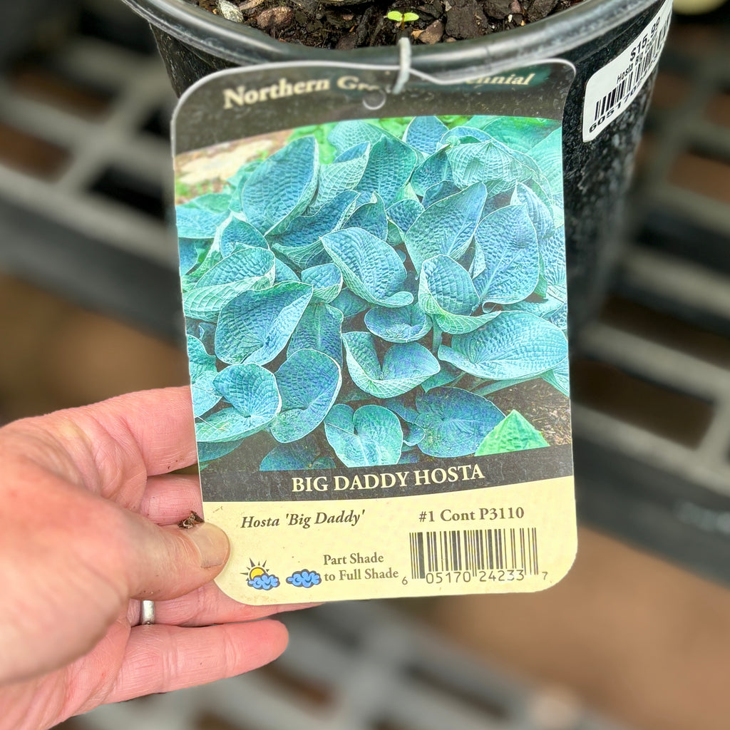 Hosta 'Big Daddy' #1 Gallon Pot