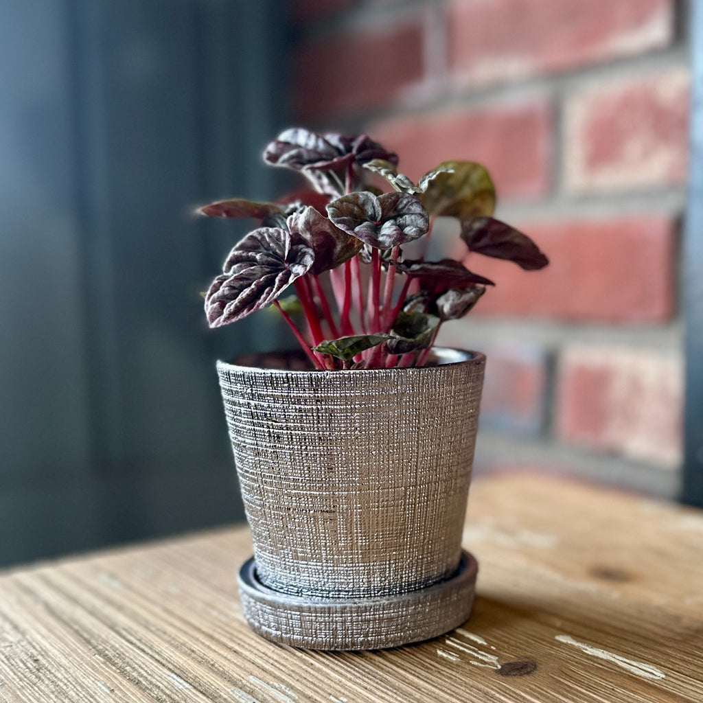 3" Chrome Mick Planter Pots With Drainage Holes