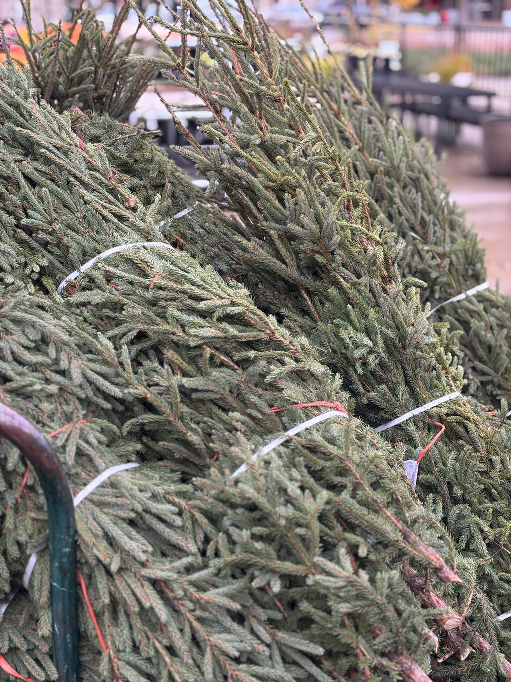 Spruce Tops Bundle 4-5'