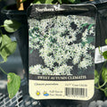 Clematis 'sweet Autumn' #1 Gallon
