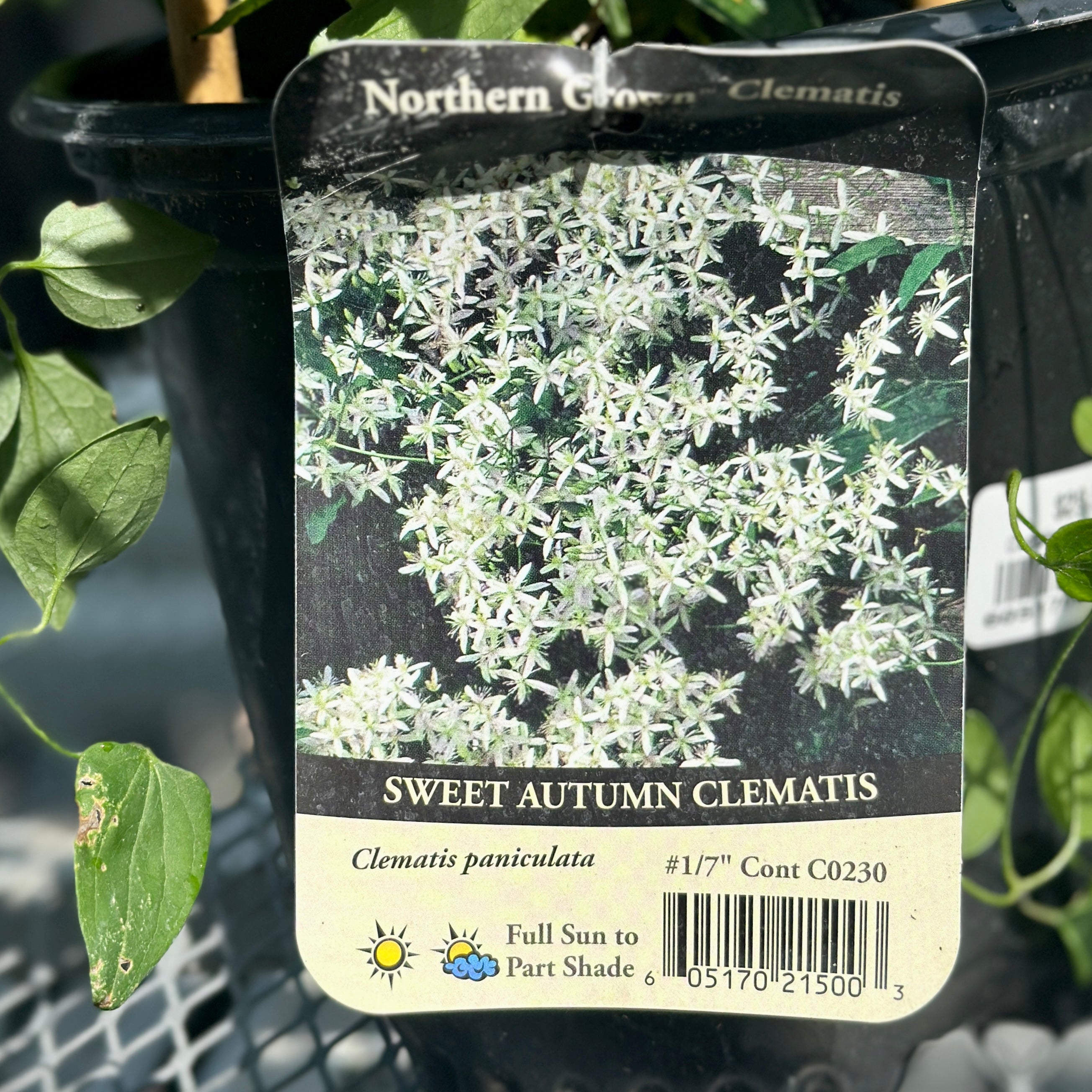 Clematis 'sweet Autumn' #1 Gallon