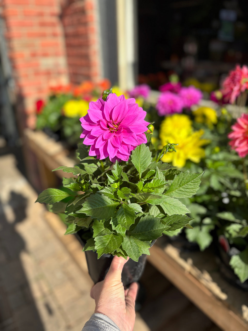 4.5" Dahlia
