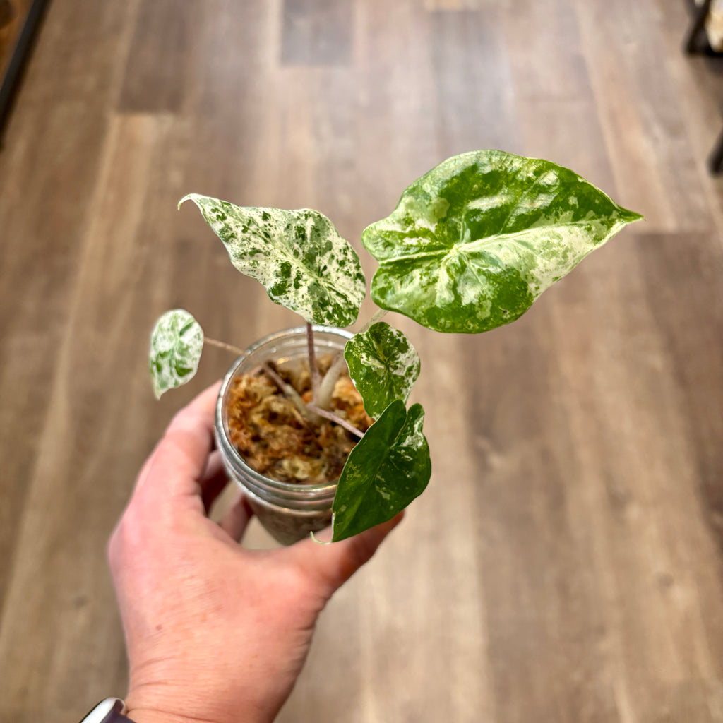 Alocasia Odora 'Batik' 3" Pot