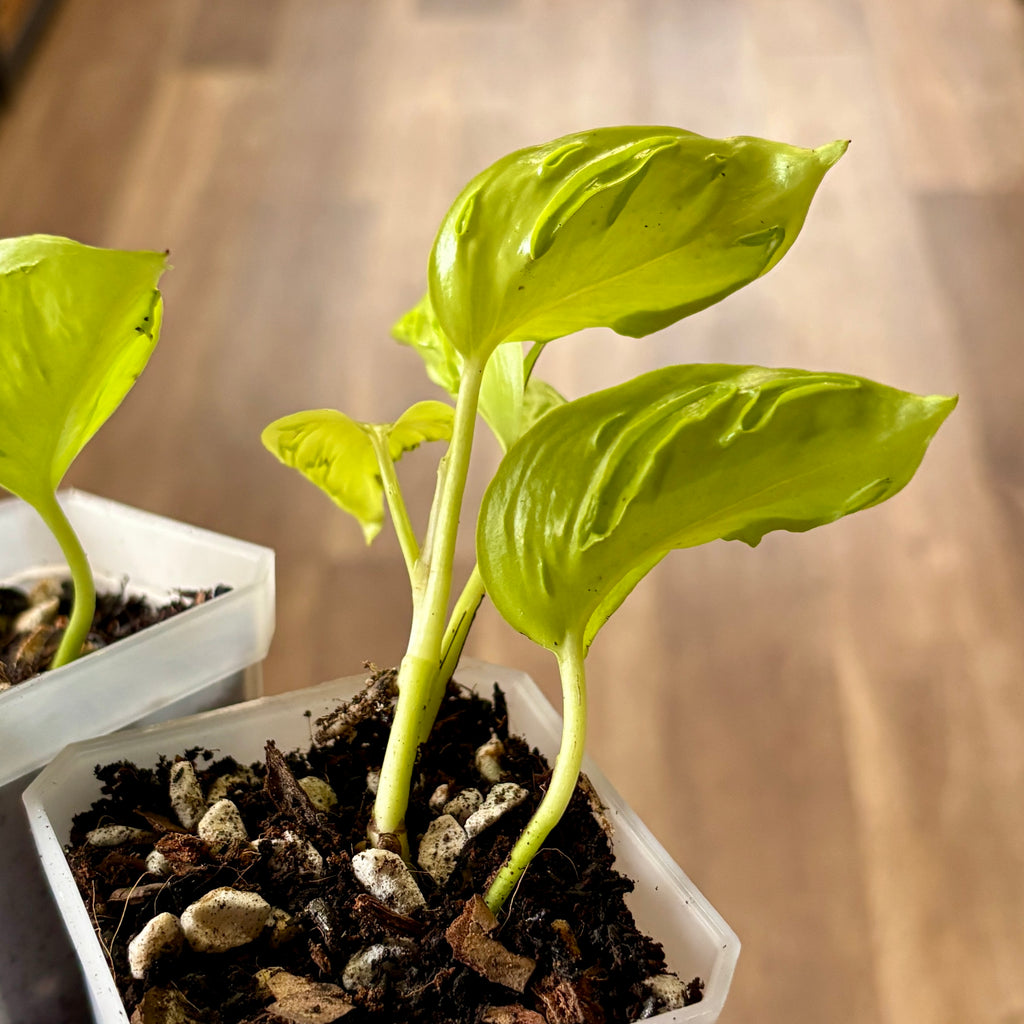 Epipremnum/Pothos 'Champs Elysees' 3" Rooted Cuttings