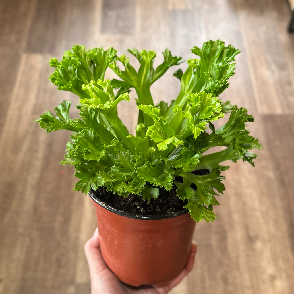 Leslie Birdsnest Fern 6"