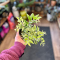 Lipstick Plant Bolero Bicolor 4"