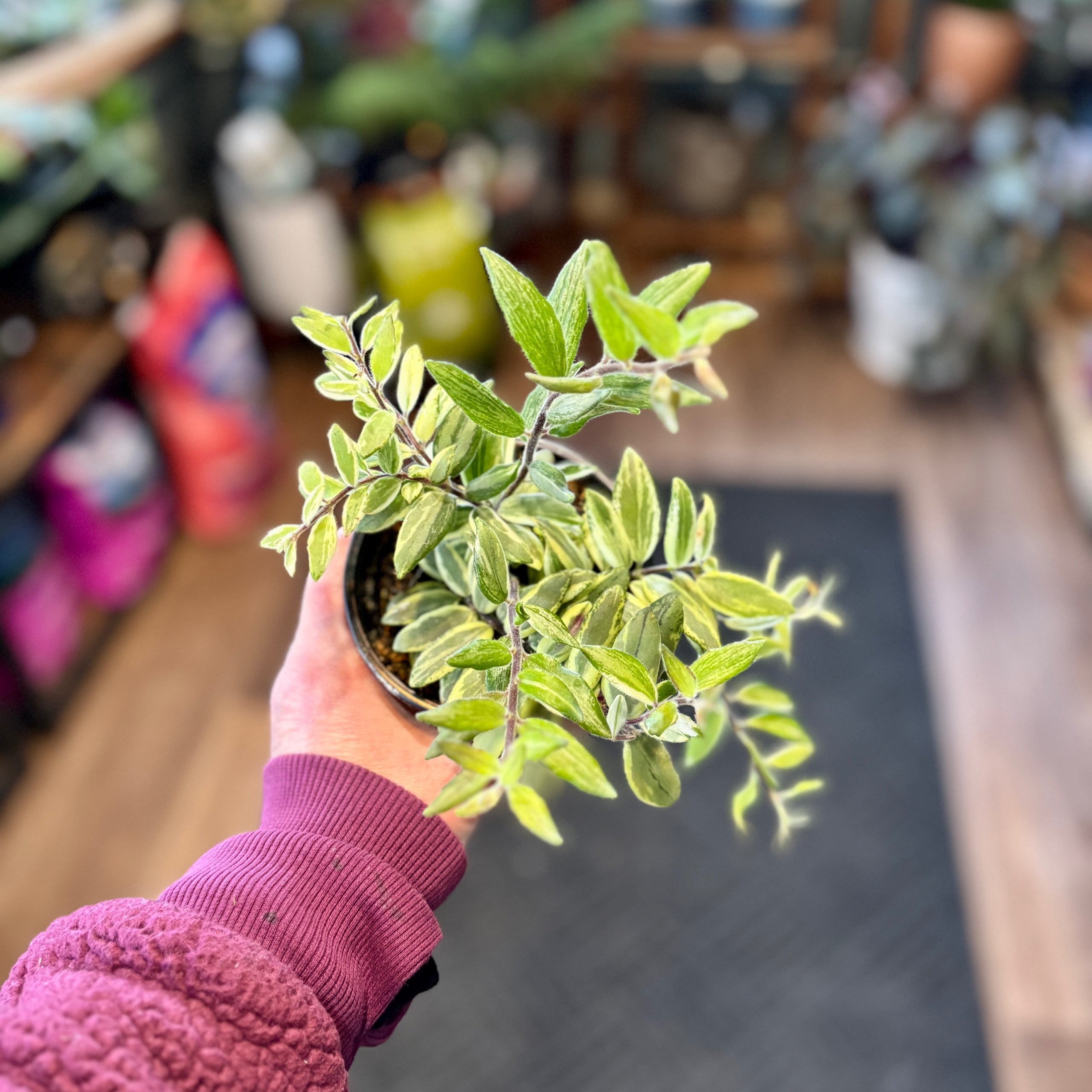 Lipstick Plant Bolero Bicolor 4"