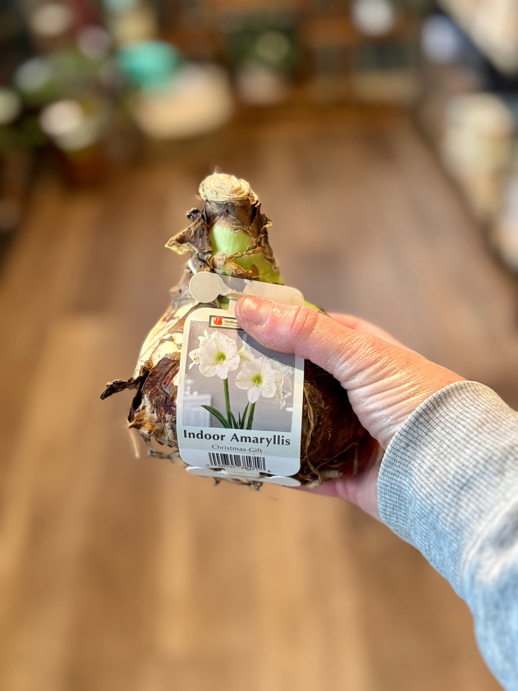 Amaryllis 'Christmas Gift'