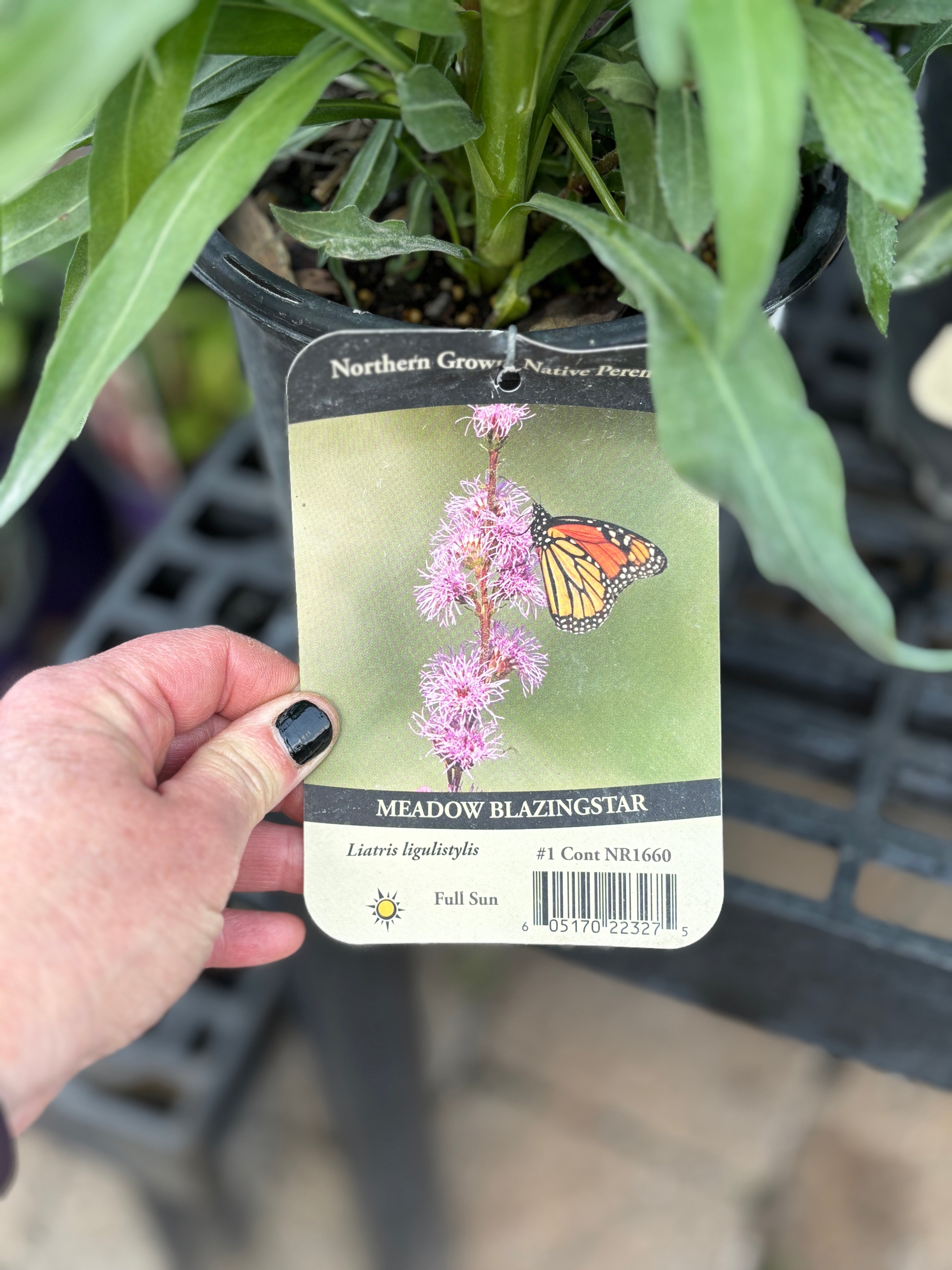 Meadow Blazingstar Liatris #1 Gallon Pot