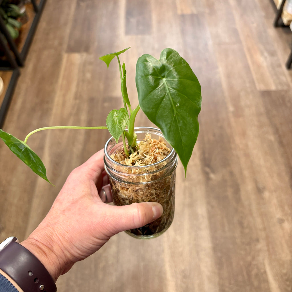 Alocasia 'Gageana' 2.5" Pot