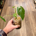 Alocasia 'Gageana' 2.5" Pot