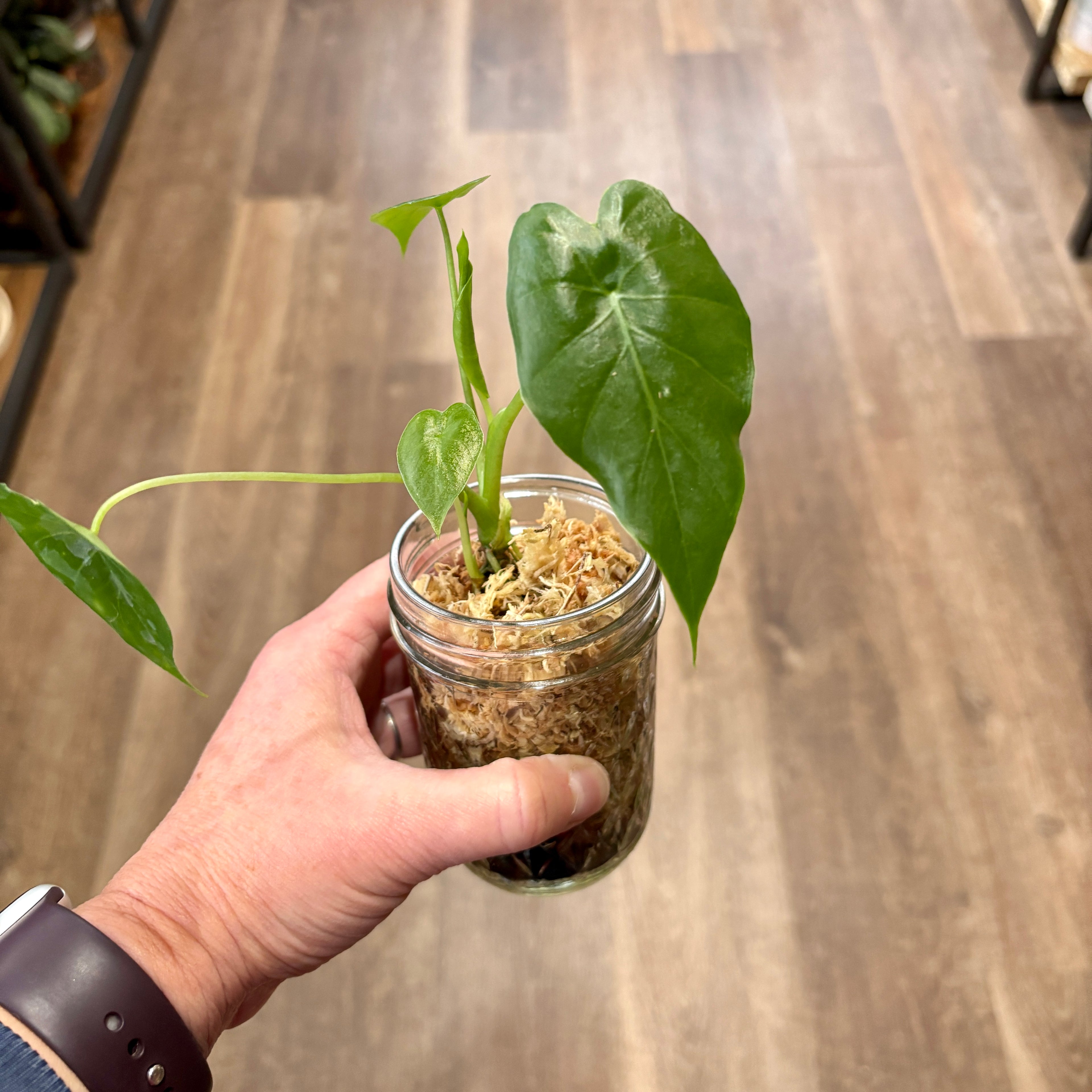 Alocasia 'Gageana' 2.5" Pot