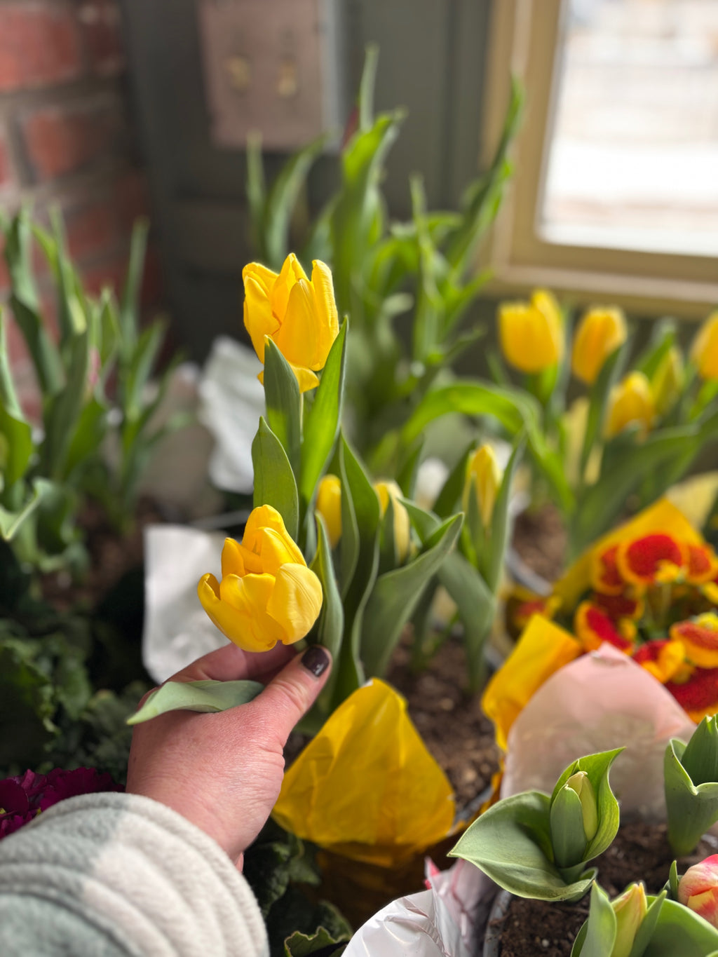 6.5" Indoor Blooming Tulips Assorted Colors