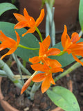Cattleya Aurentiaca 'Marigold'
