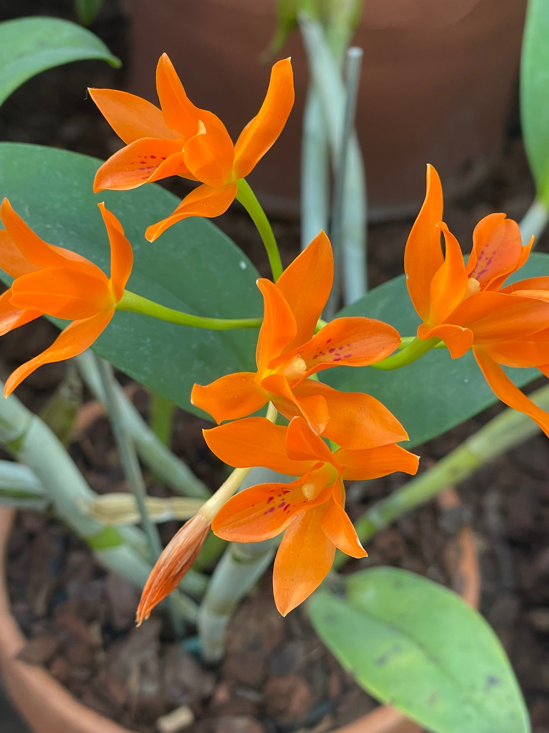 Cattleya Aurentiaca 'Marigold'
