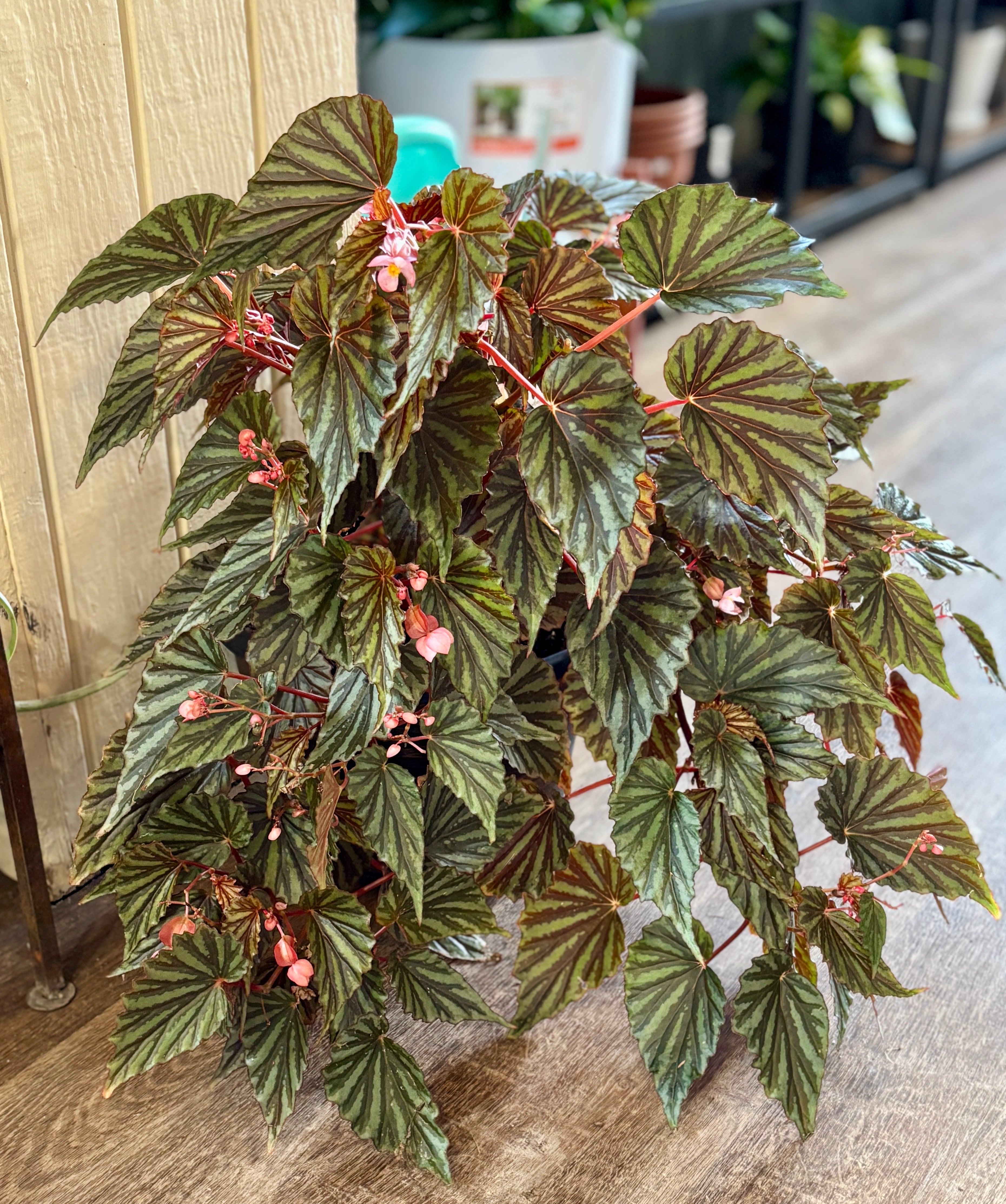 Begonia Irian Jaya 8"