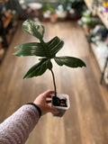 Philodendron 'Florida' 3" Midcut