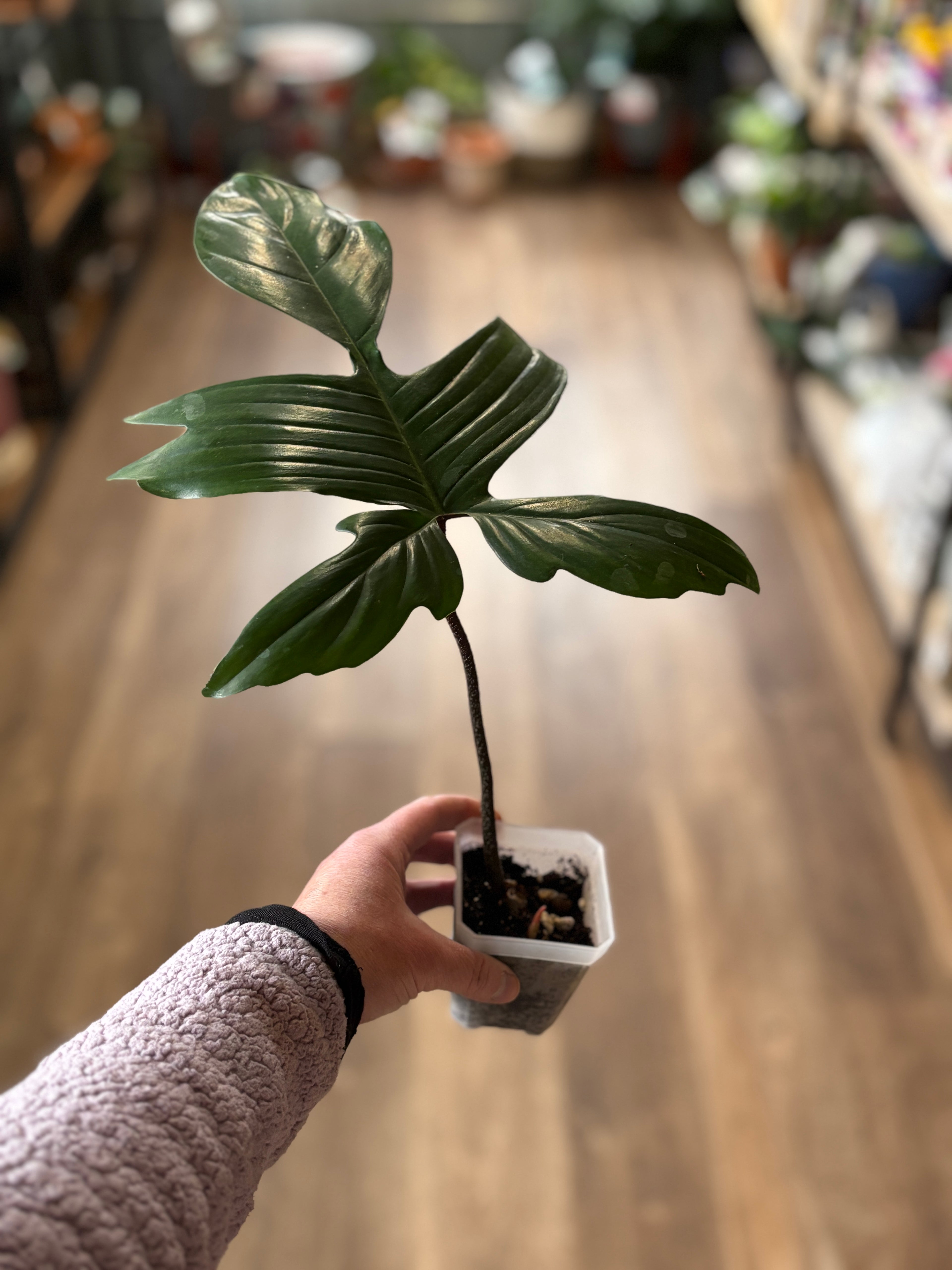 Philodendron 'Florida' 3" Midcut