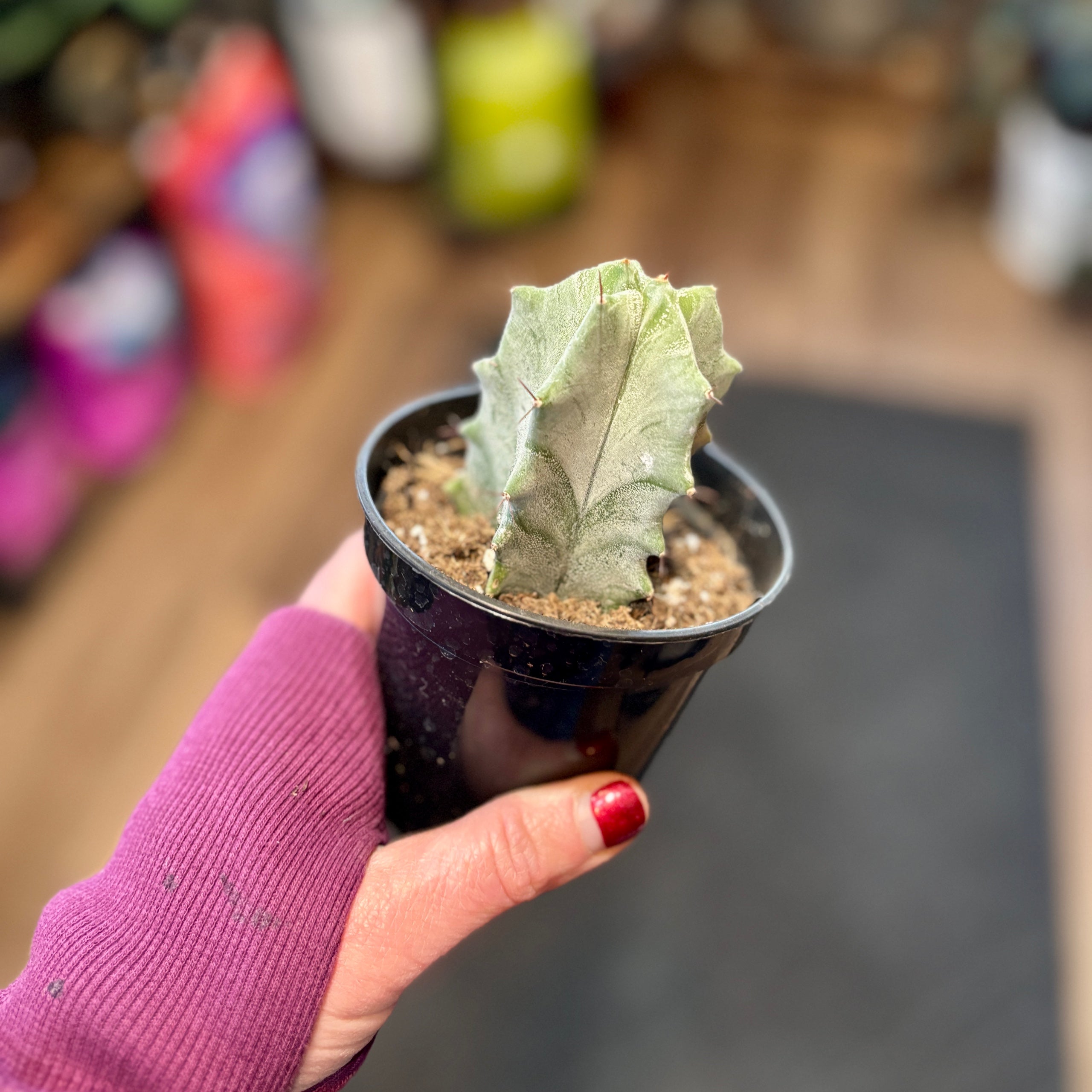 4" Cactus Assorted
