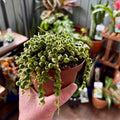 Variegated String Of Pearls