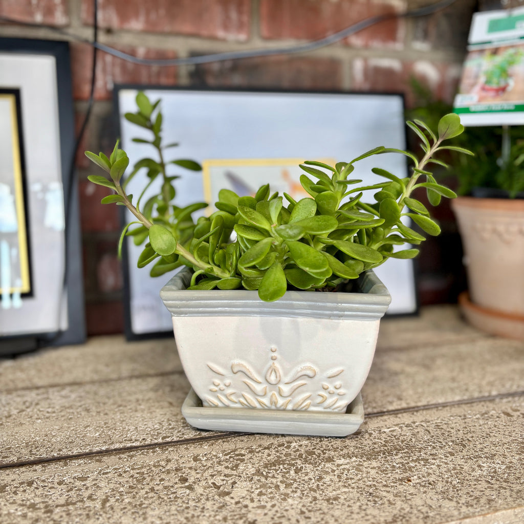 6.3" White Brentwood Planter W/ Attached Saucer