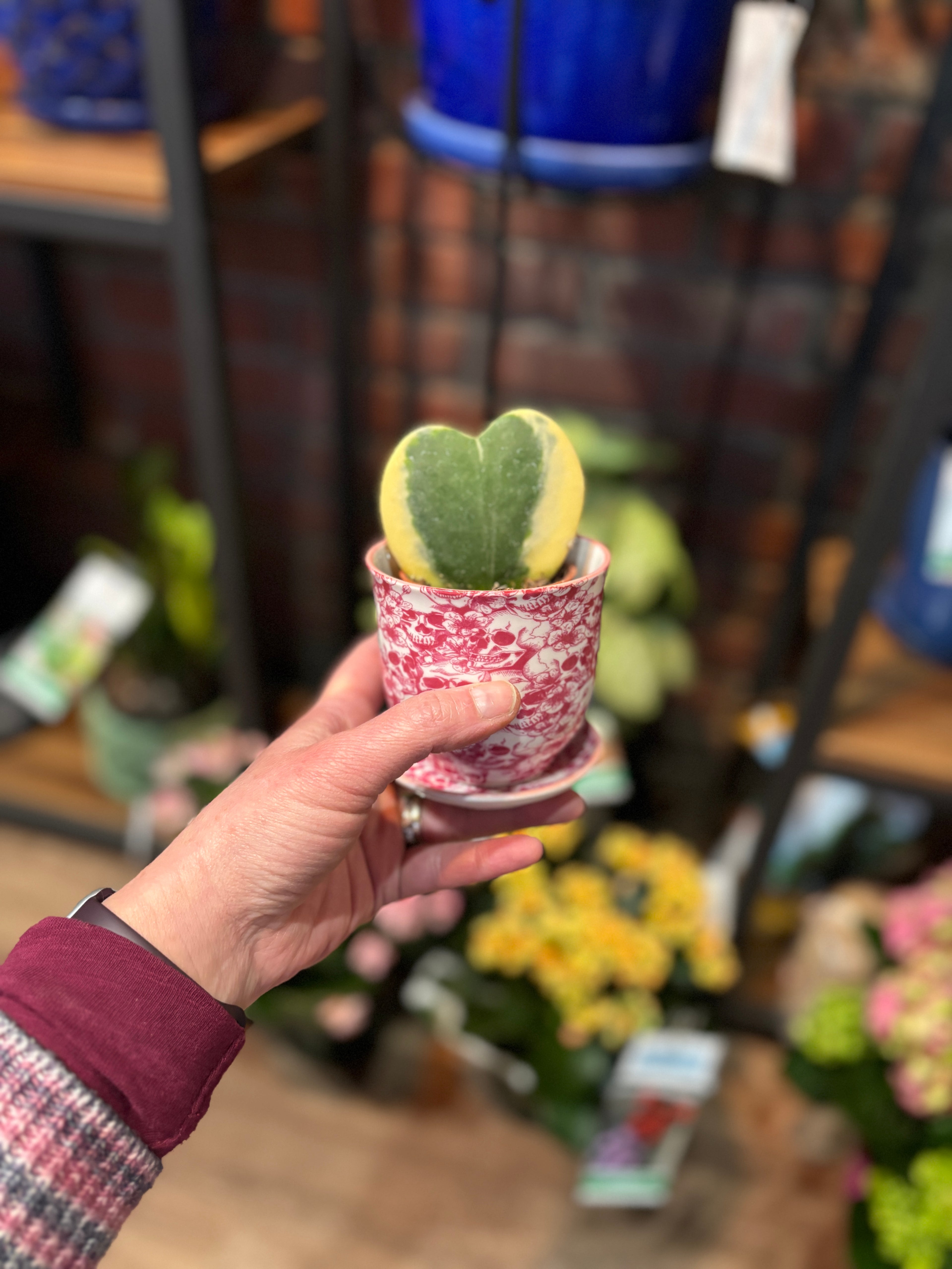 2" Hoya Heart Variegated