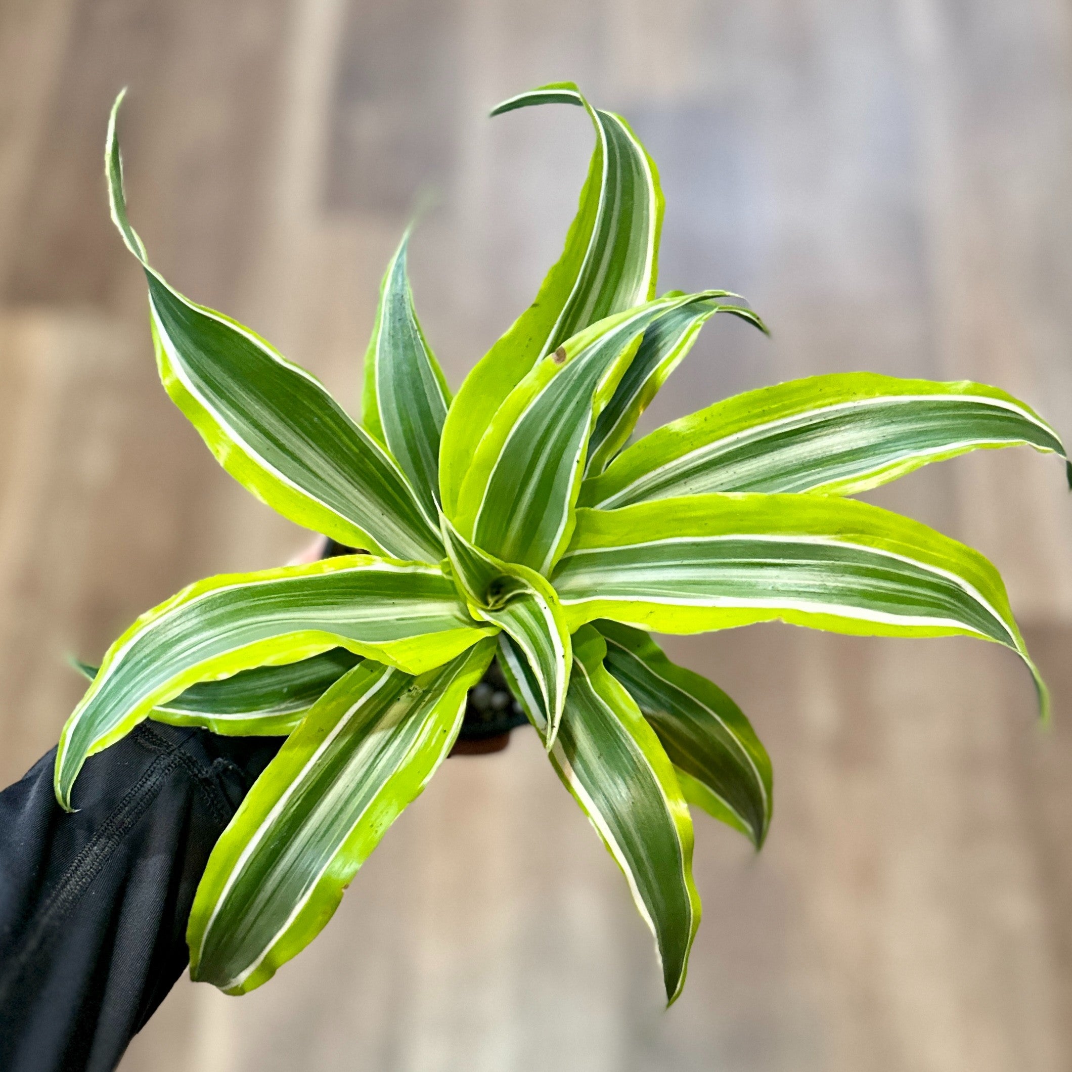 Dracaena Lemon Swirl 4"