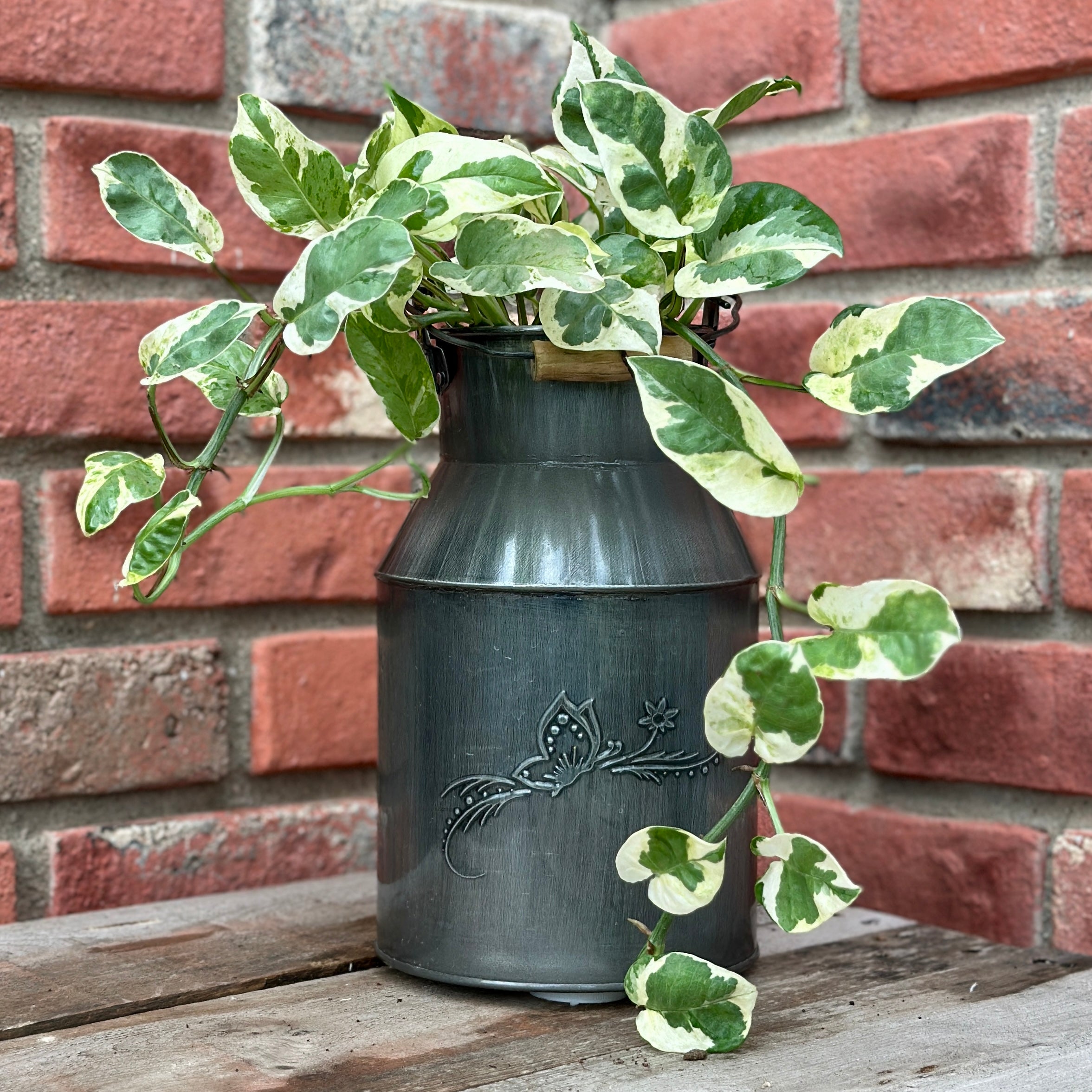 Zinc Butterfly Milk Can Planters - Small - 5.9"D x 9.8"H