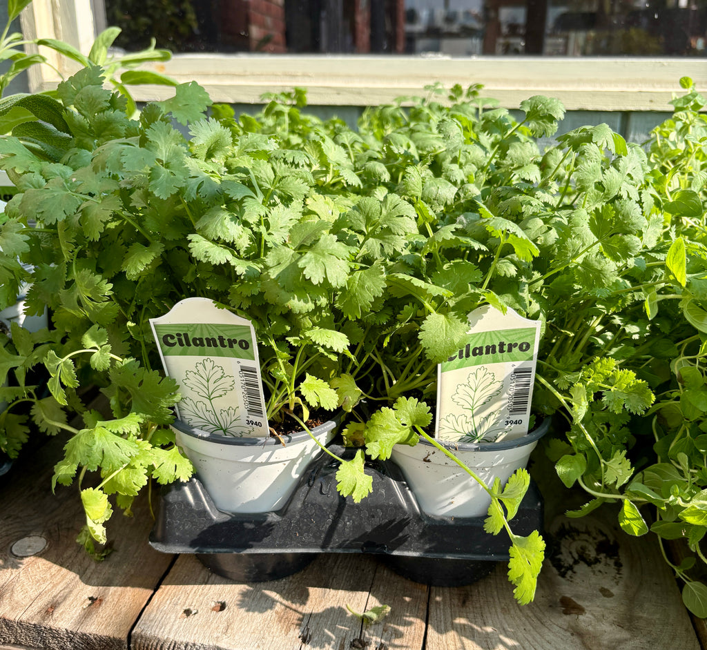 Cilantro 4" Pot