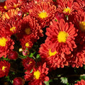 9" Dendranthema Igloo Firedance Red With Yellow Center Mum