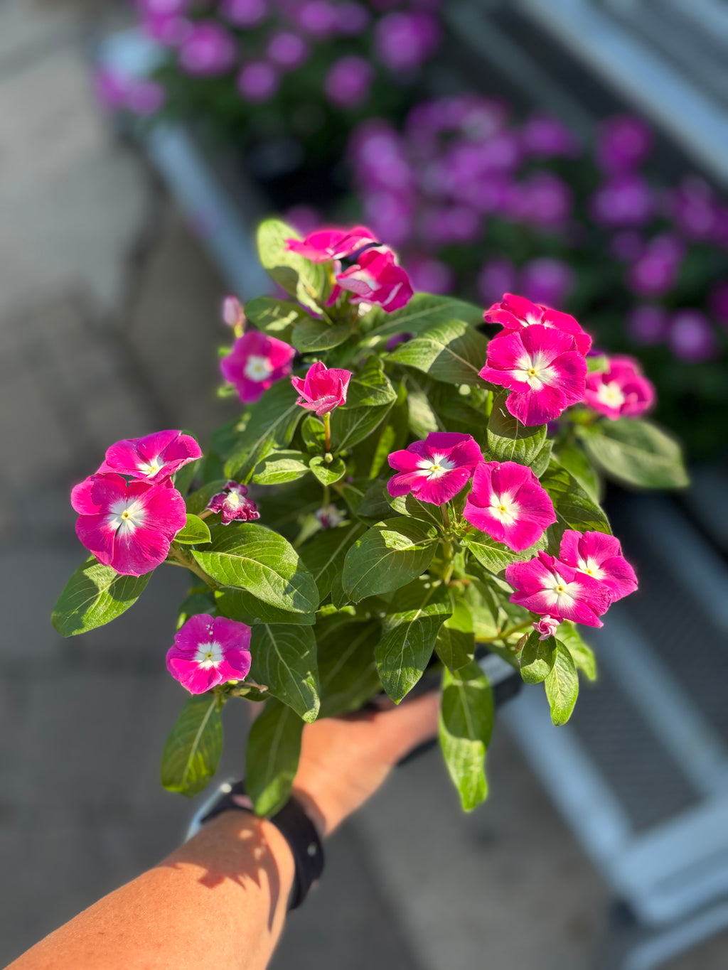 4.5" Vinca