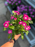 4.5" Vinca
