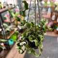 Fishbone Cactus 6" Hb