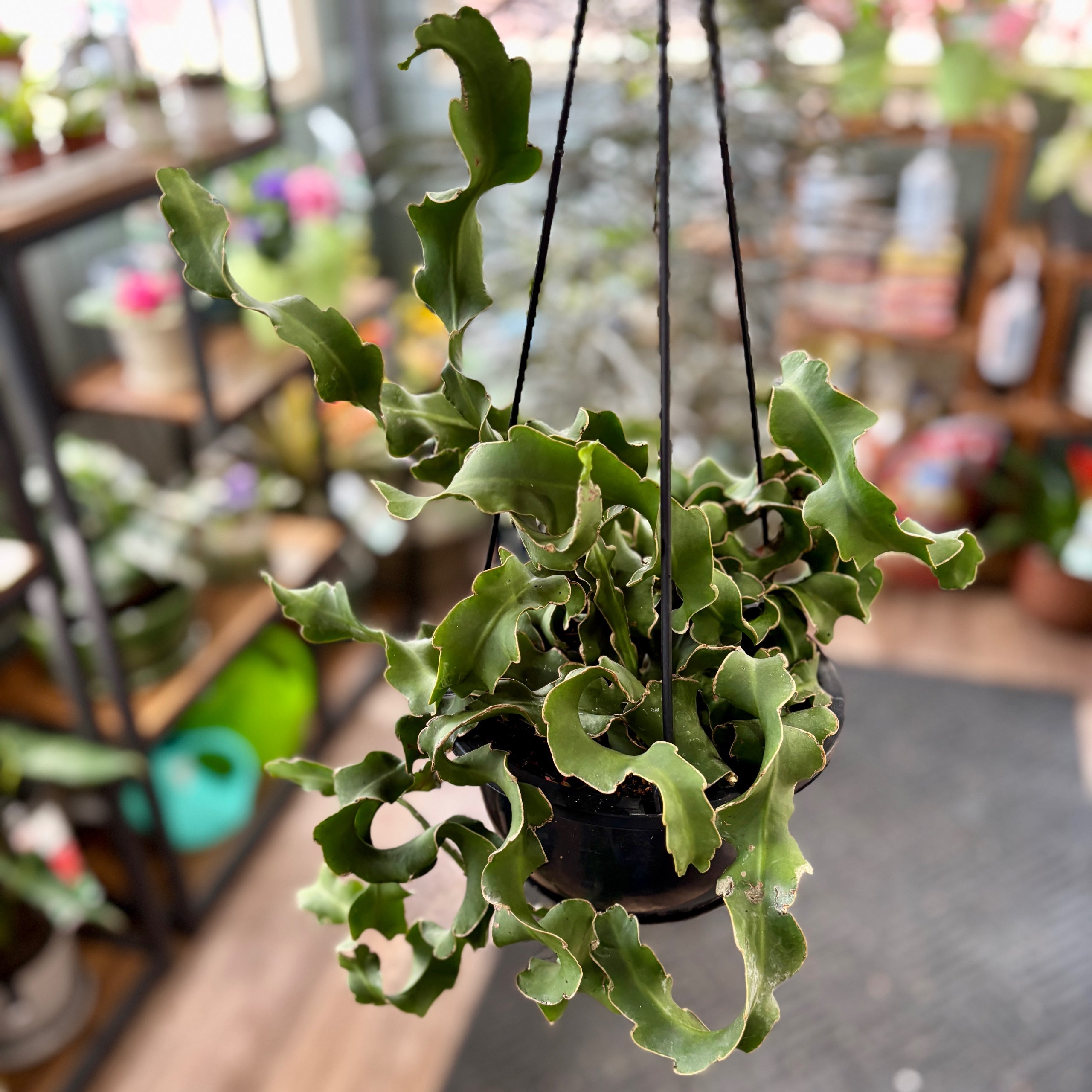 Fishbone Cactus 6" Hb