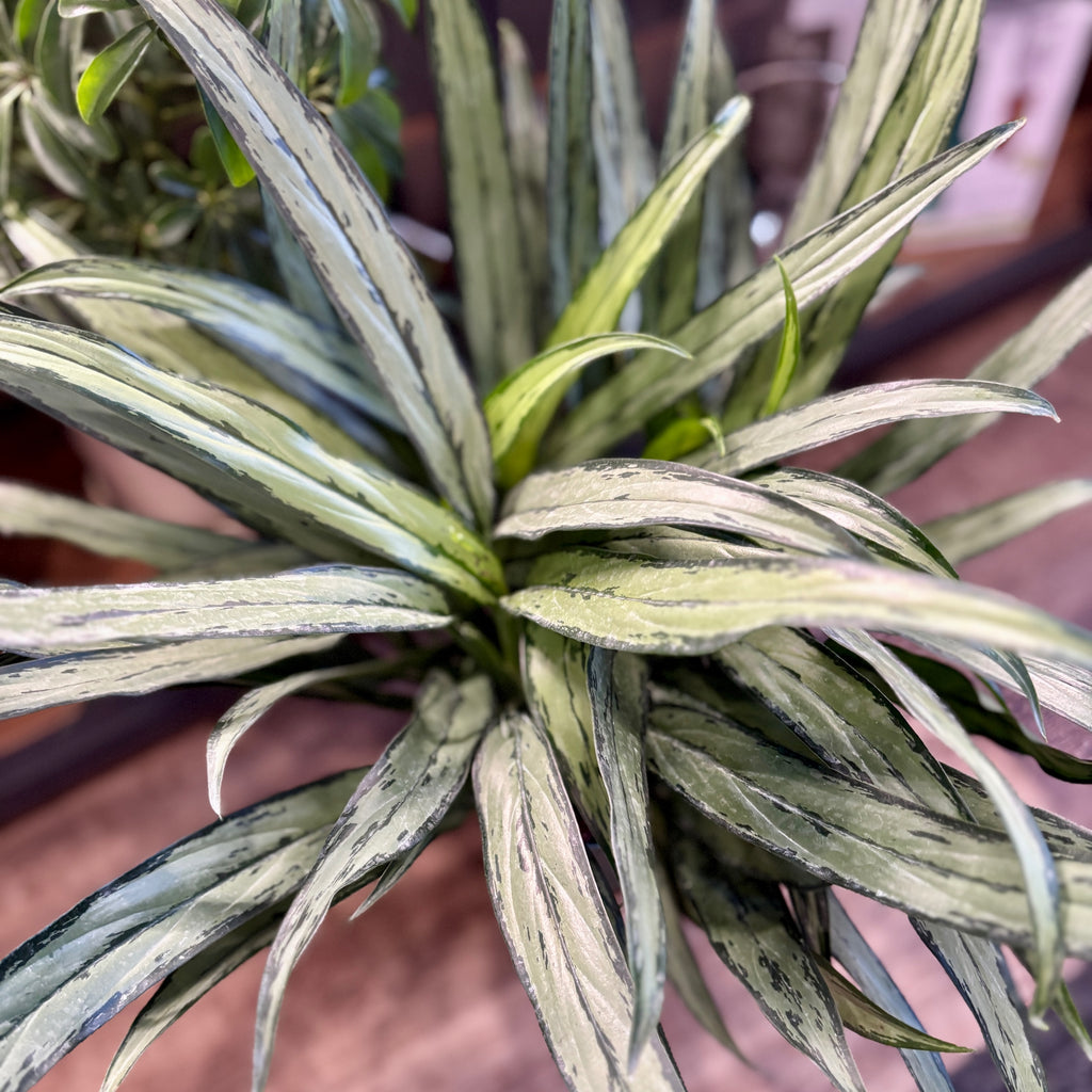Aglaonema 'Cutlass'