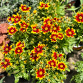 Coreopsis Uptick Yellow & Red #1 Gal.